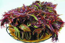 香椿芽炒鸡蛋