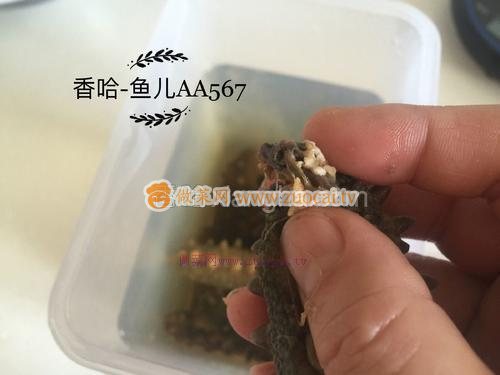 发海参的做法
