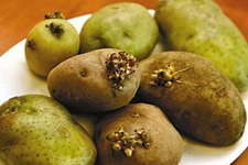豆角炖土豆