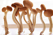 茶树菇的做法 
